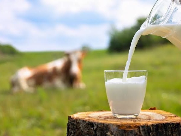 Cow milk
